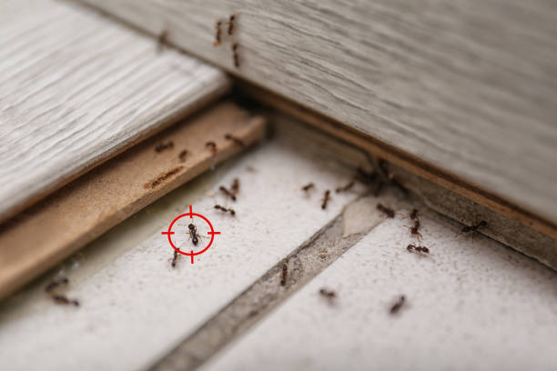Best Exterminator Services  in Arp, TX