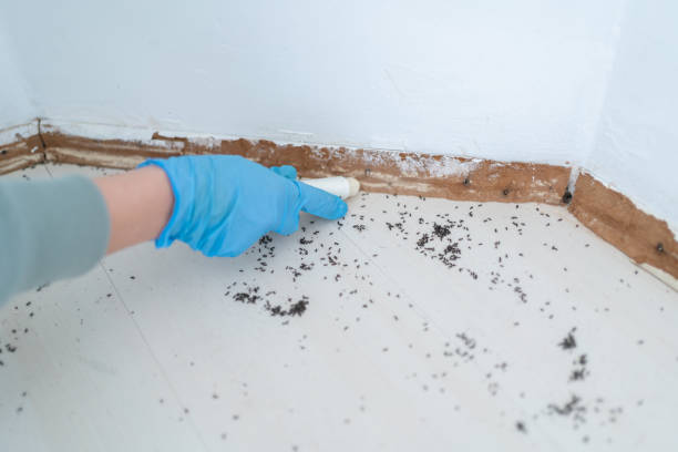 Best Mosquito Control Services  in Arp, TX